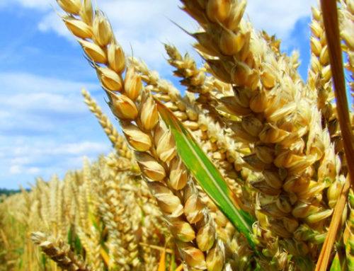 Are GMOs “Natural”? FDA Won’t Say