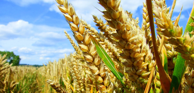 Are GMOs Natural?